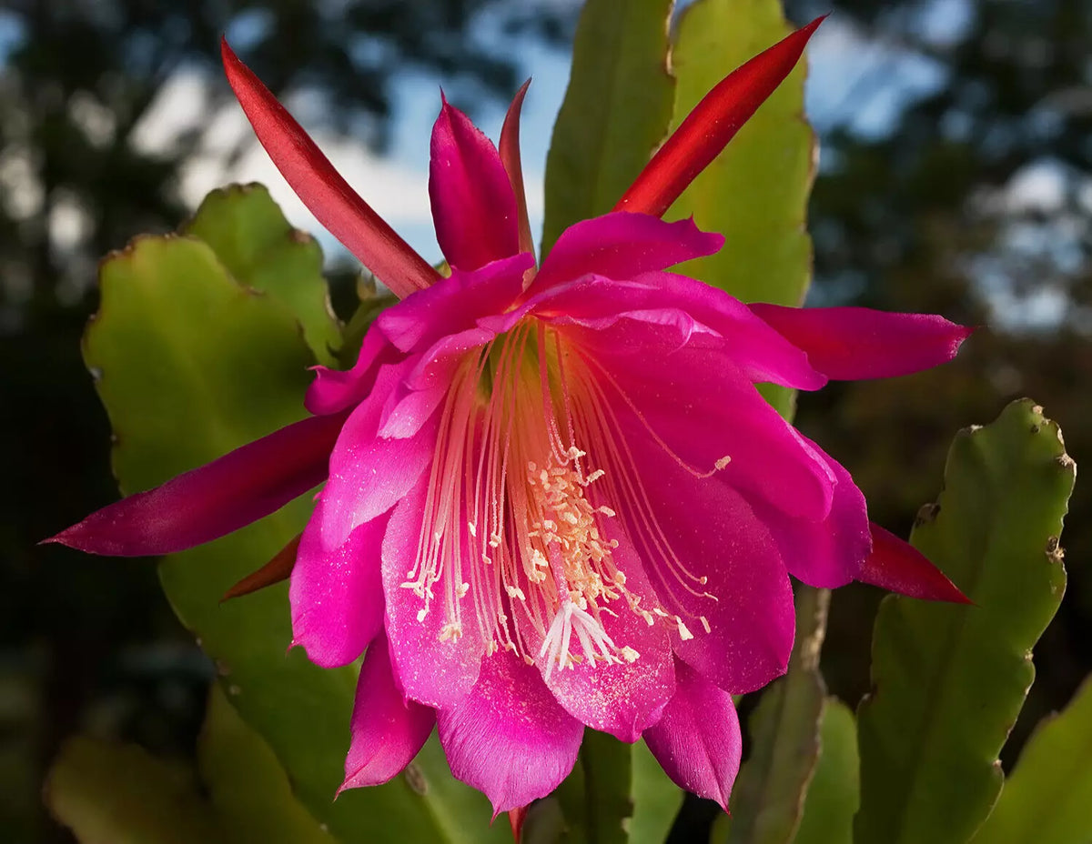 Orchid Cactus Cutting - 7" Epiphyllum Hybrid 'Kiwi' - Huge Pink Flowers - Succulent Plant - Easy Care Indoor/Outdoor