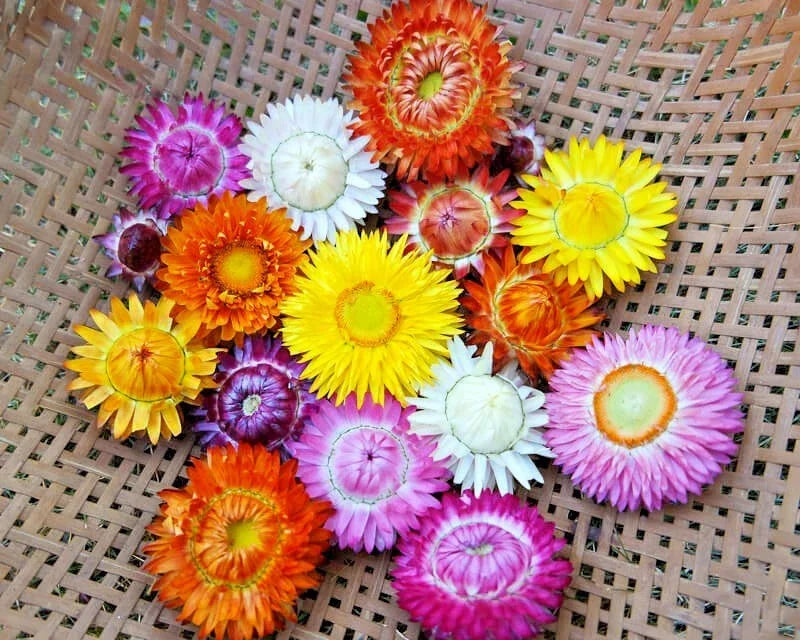 Dwarf Strawflower Seeds Mix | 401+ Wildflower Seeds for Garden & Containers | Helichrysum bracteatum