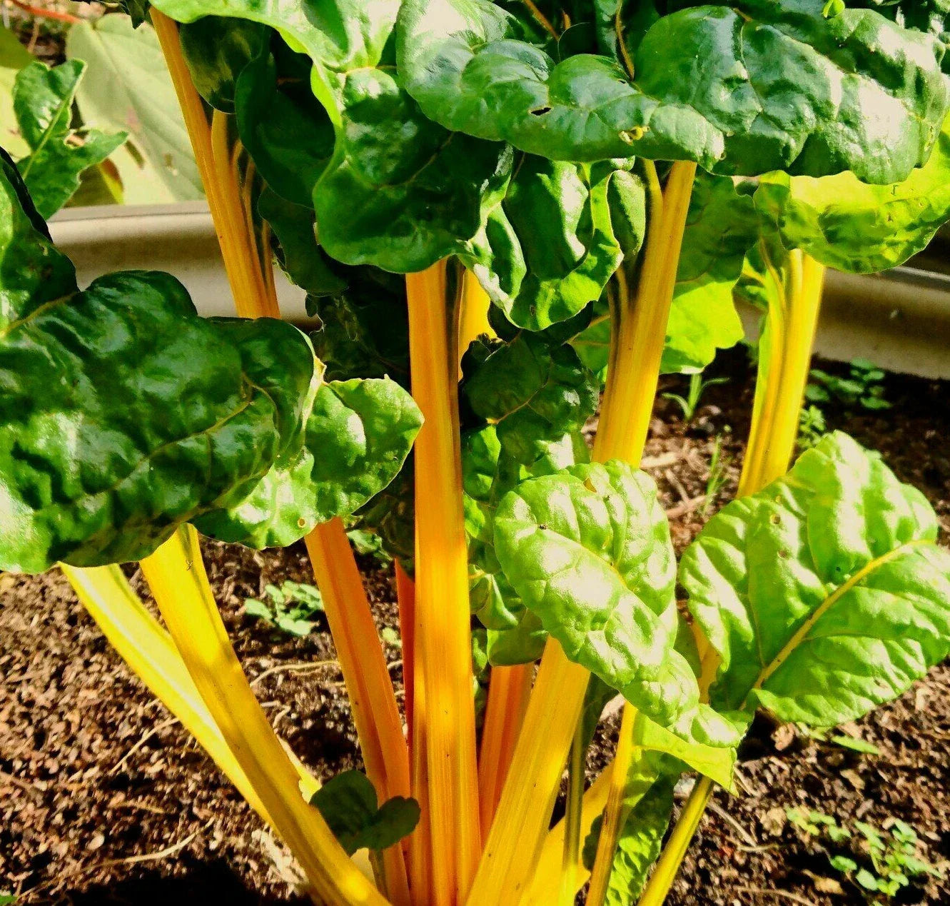 Golden Sunrise Swiss Chard Seeds | Yellow Silverbeet Vegetable | Beta vulgaris subsp. vulgaris | Heirloom, Non-GMO, Easy to Grow