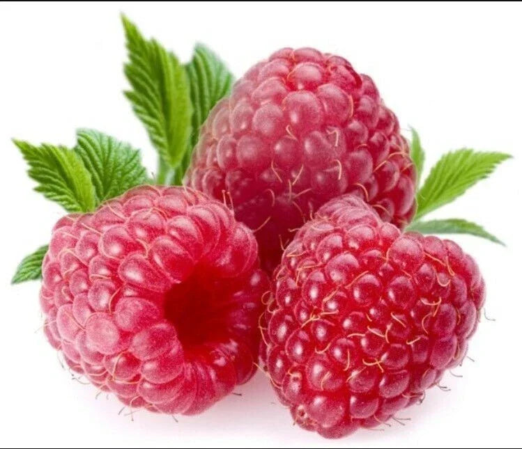 Giant Sweet Tulameen Raspberry Seeds 100 Pack Rubus idaeus 'Tulameen' for Home Garden, Juicy Berries, Antioxidant, Easy to Grow