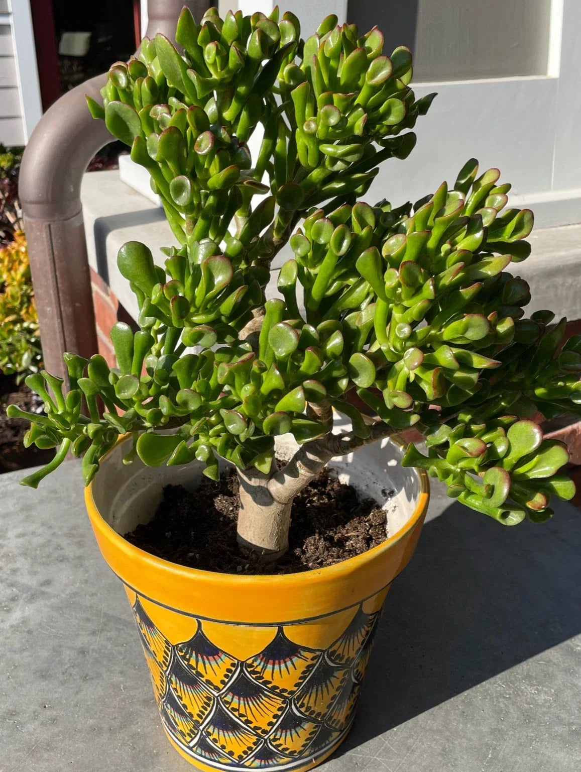 Succulent Cuttings - Ogre Ears Shrek ET Jade Plant - Gollum Crassula ovata 'Gollum' - Dwarf Green Succulent for Small Spaces