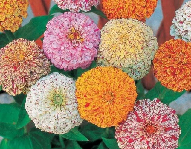 Zinnia Seeds Mix Peppermint Stick Variety - 25 Seeds for Colorful Garden Flowers - Zinnia elegans