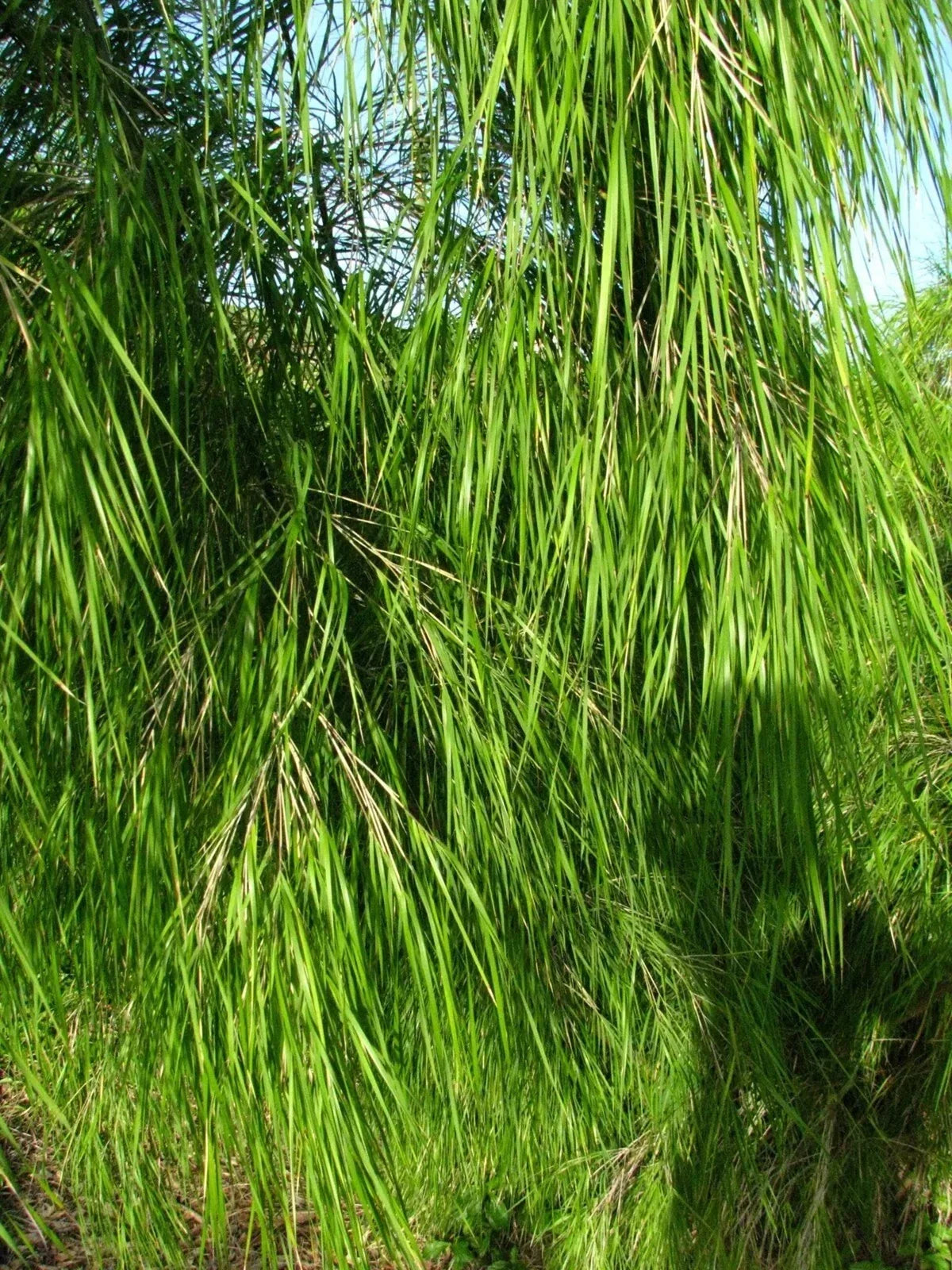 Mexican Weeping Bamboo Seeds - 100 Perennial Ornamental Seeds for Privacy - Phyllostachys nigra - Easy to Grow Garden Plant