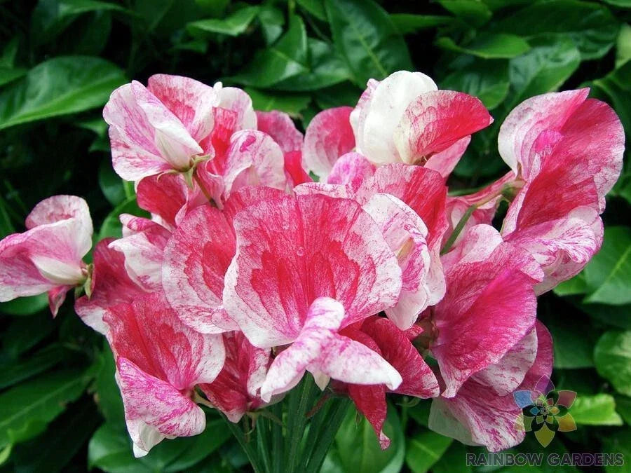 Sweet Pea Seeds Pack of 50+ | America Variety | Fragrant Climbing Vine | Lathyrus odoratus | Garden, Fences, Containers