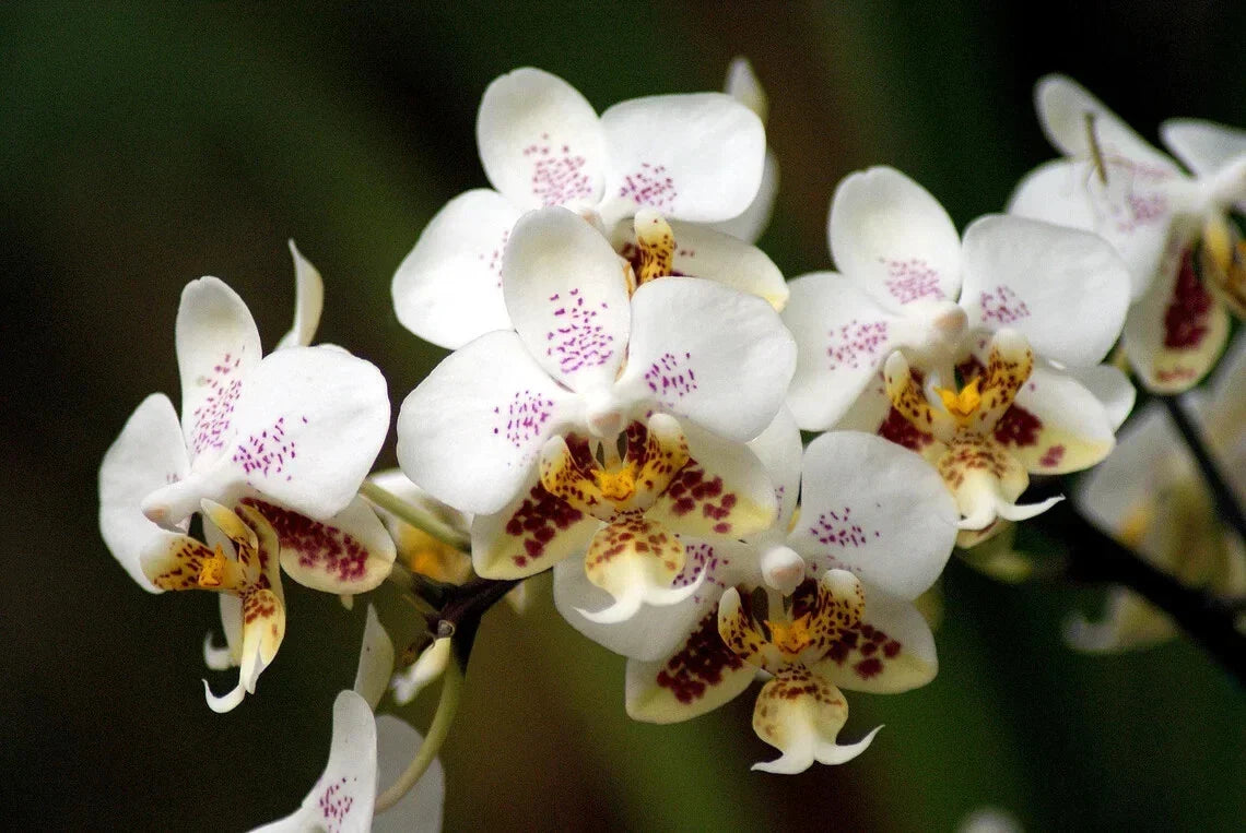 Phalaenopsis Stuartiana Orchid Plant - 1.7" Small Tropical Flowering Houseplant for Indoor Gardens and Windowsills
