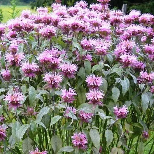 Bee Balm Seeds - 500 Non-GMO Wild Bergamot Seeds for Pollinator Gardens, Attracting Bees & Hummingbirds, Monarda fistulosa