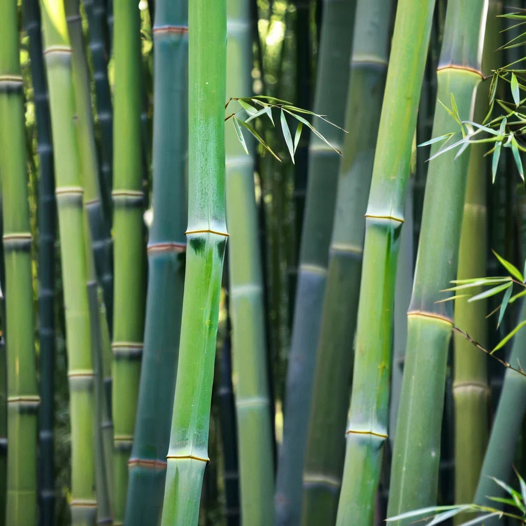 50 Bamboo Seeds for Privacy Garden Clumping Shade Screen Bambusa vulgaris Wong Chuck