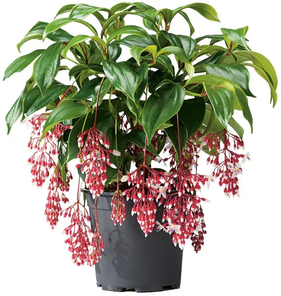 Medinilla Plant Starter - Florinilla MAGIC Medinilla magnifica - Rare Exotic Houseplant for Indoor Garden
