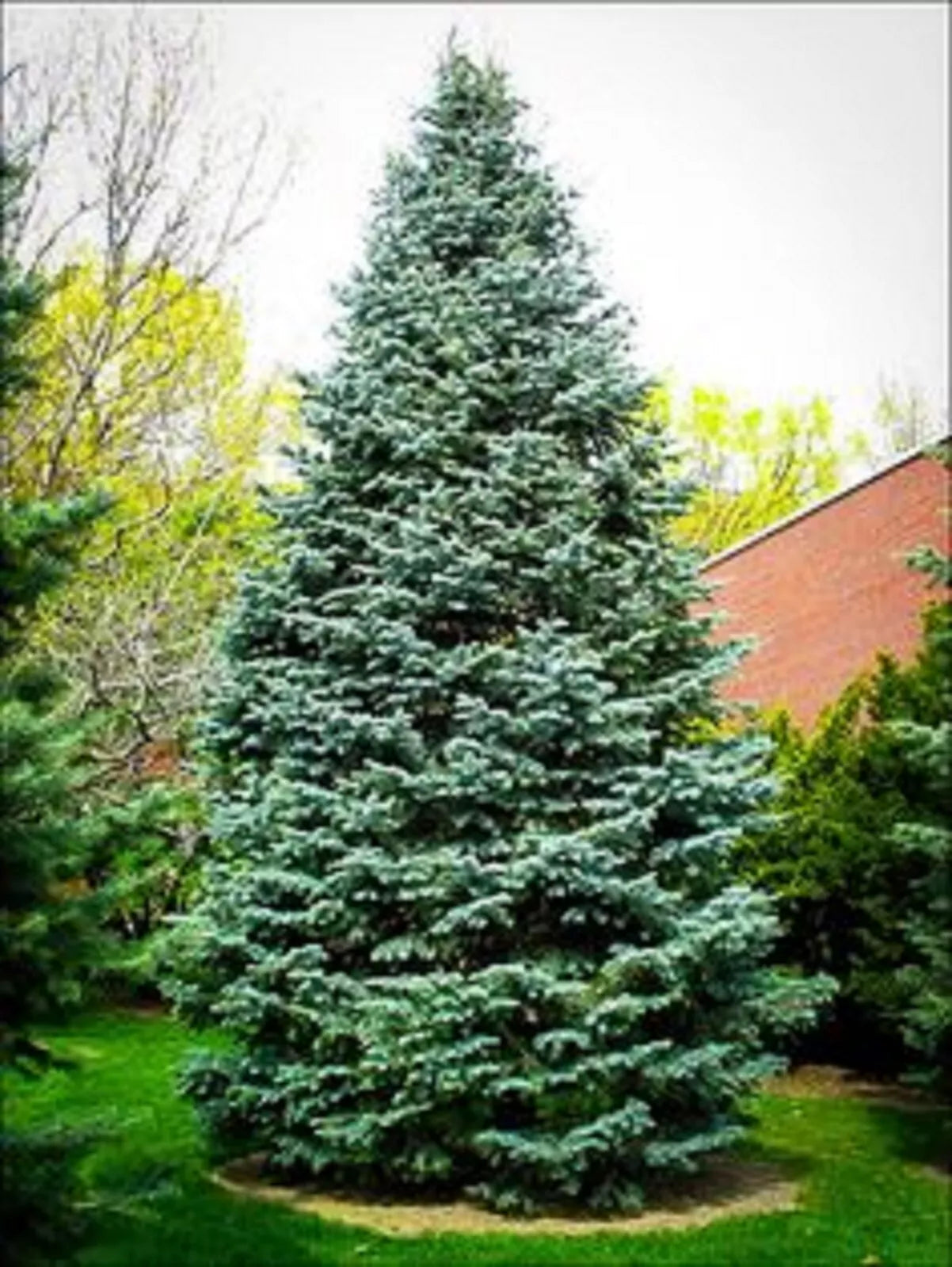 Christmas Day Spruce Seeds - Blue Needle Variety, Picea meyeri, 20 Pack for Holiday Decor, Garden, Wildlife, Privacy Screen