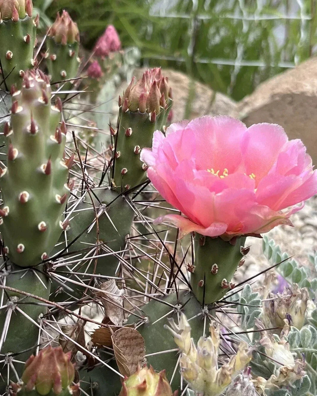 Prickly Pear Cactus Cutting - Coral Rose Opuntia debreczyi Succulent for Gardens & Landscapes, Cold Hardy, Vibrant Pink Pads
