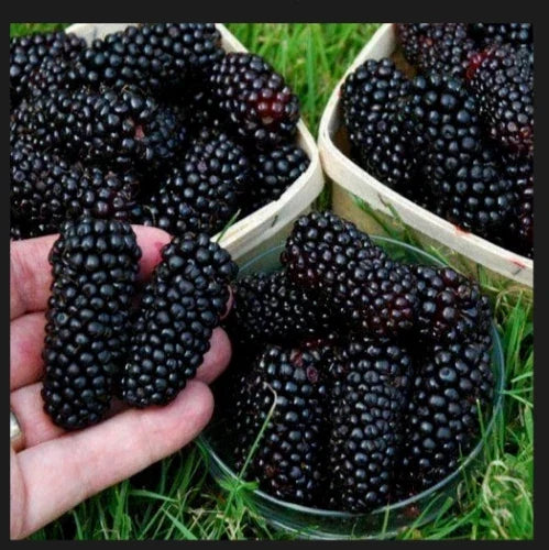 Giant Blackberry Cuttings - 5 Fresh Rooting Rubus fruticosus for Home Garden, Container Growing, Juicy Blackberries