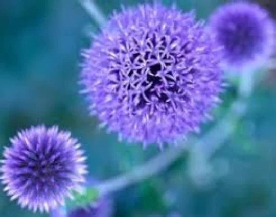 Globe Thistle Seeds 20 Pack Blue Perennial Echinops ritro Drought-Tolerant Butterfly Attracting