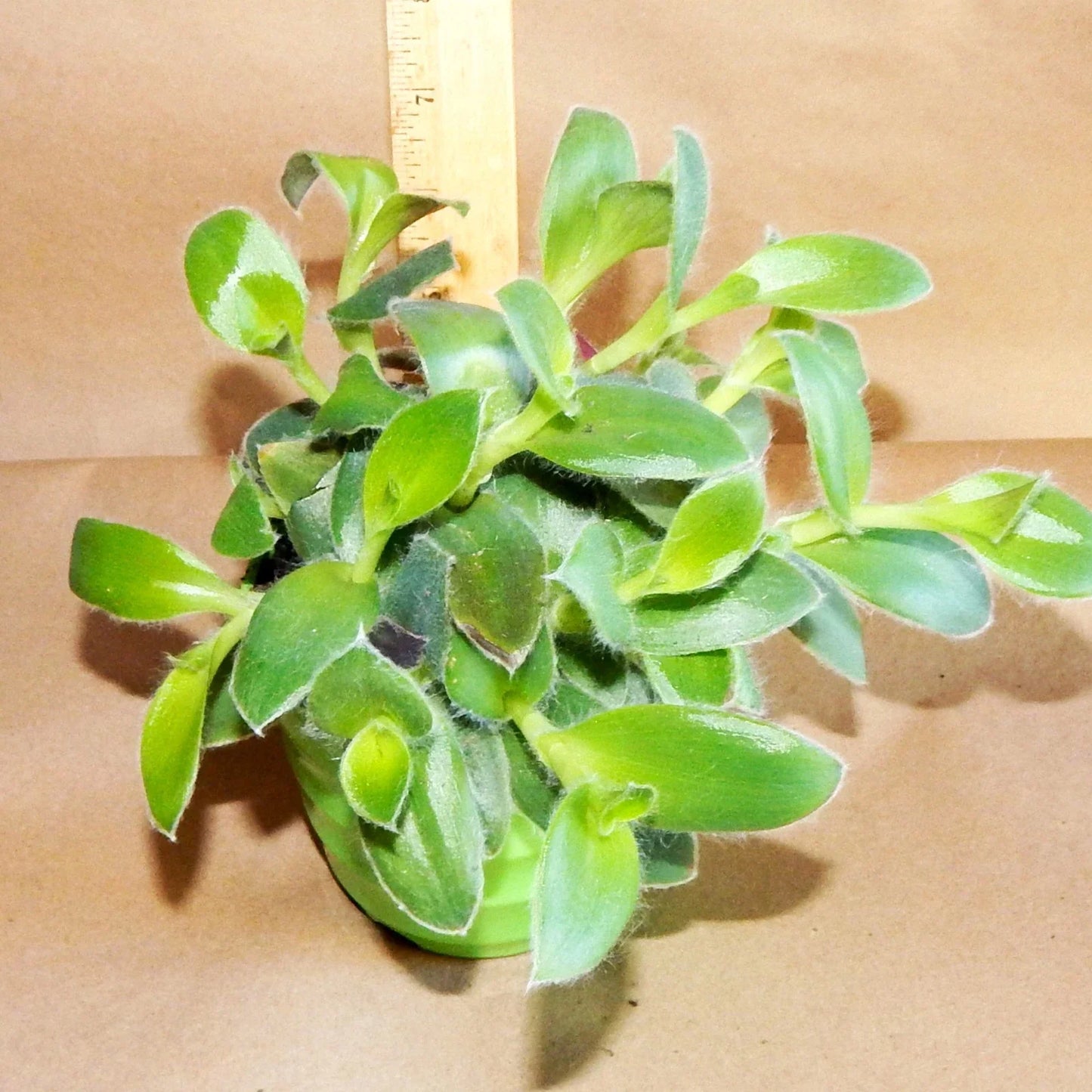 Fuzzie Bunny Bellies Live Plant – 8 Fully Rooted Peperomia Vines – Fuzzy Leaf Houseplant for Home Decor