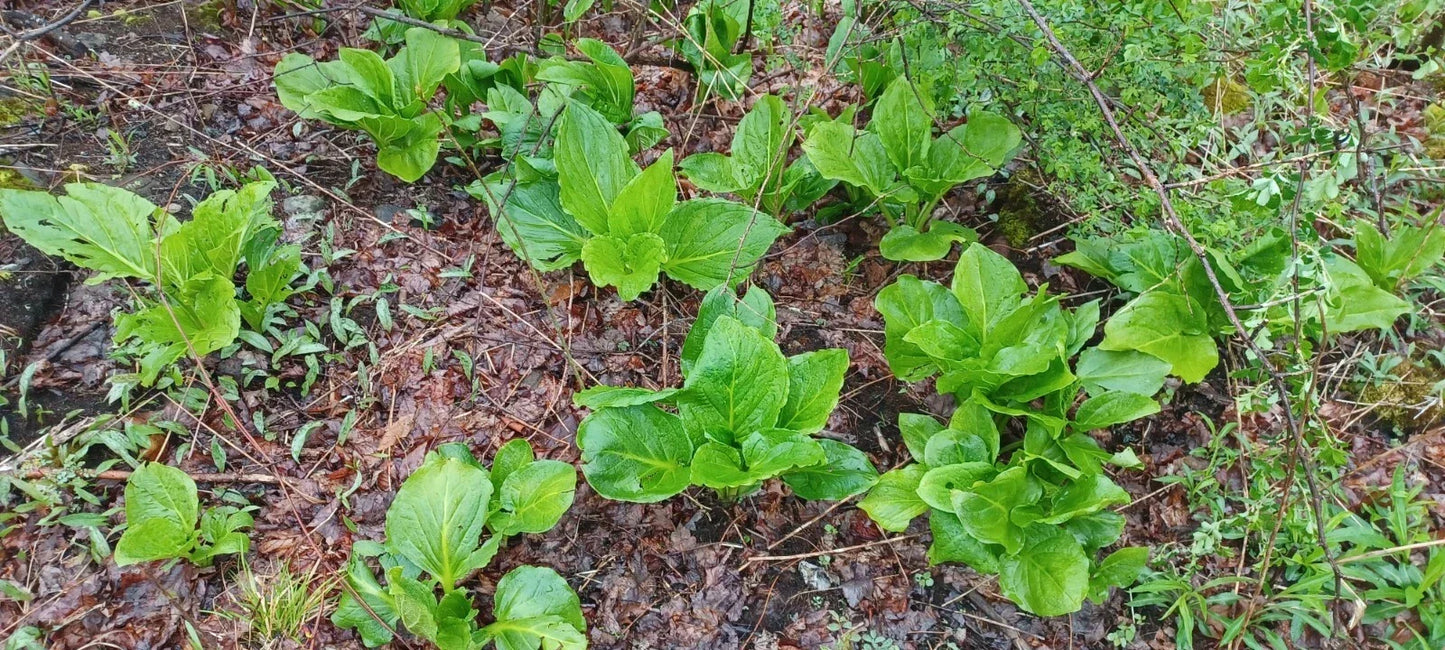 Bareroot Live Plant - Skunk Cabbage Root Bulb Symplocarpus foetidus for Wetlands and Garden Planting
