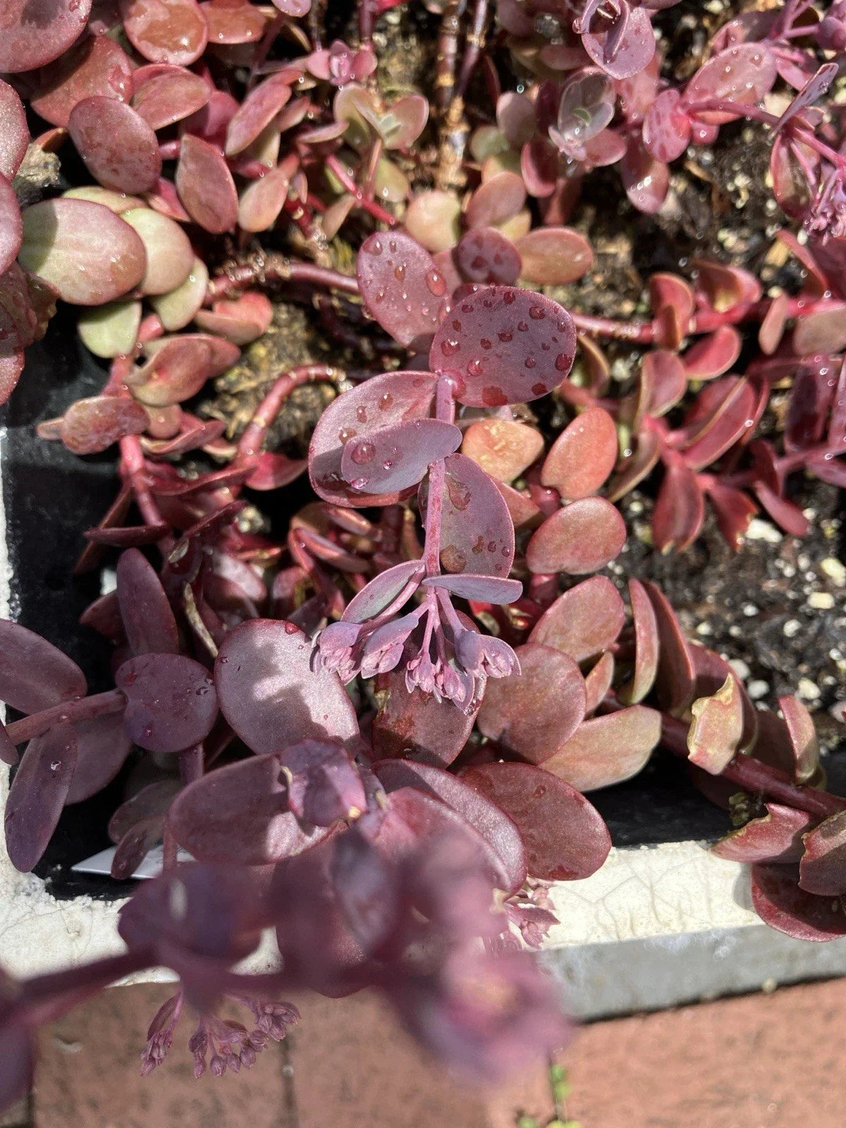 Sedum Cherry Tart Plants – 6 Rooted Succulents – Vibrant Green Foliage – Easy Care Sedum spurium for Gardens & Containers