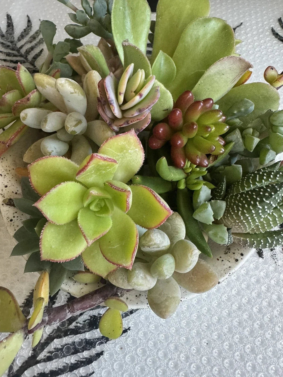 Assorted Succulent Cuttings for Dish Gardens, Terrariums & Fairy Gardens – DIY Miniature Plant Collection
