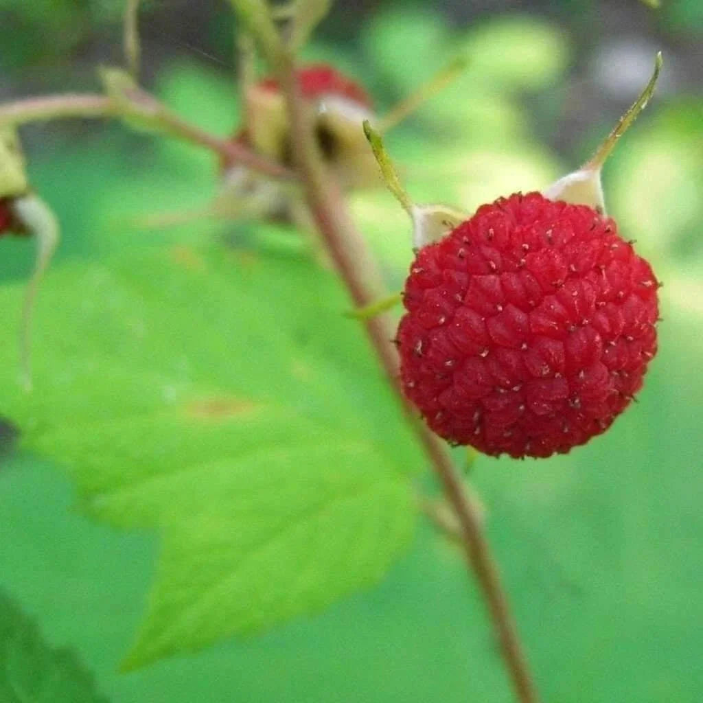 Thimbleberry Raspberry Plant Starter Pot - Thornless Rubus parviflorus for Zones 3-8, Sweet Berries, Easy to Grow