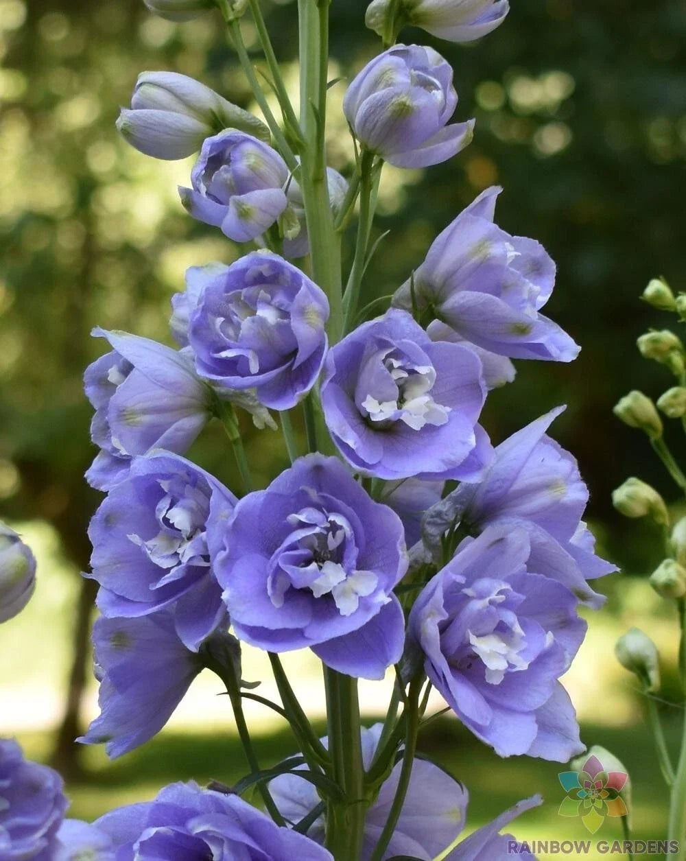 Aurora Lavender Delphinium Seeds - 200+ Pack, Delphinium elatum, Perennial Garden Planting, Vibrant Lavender Blooms, USA