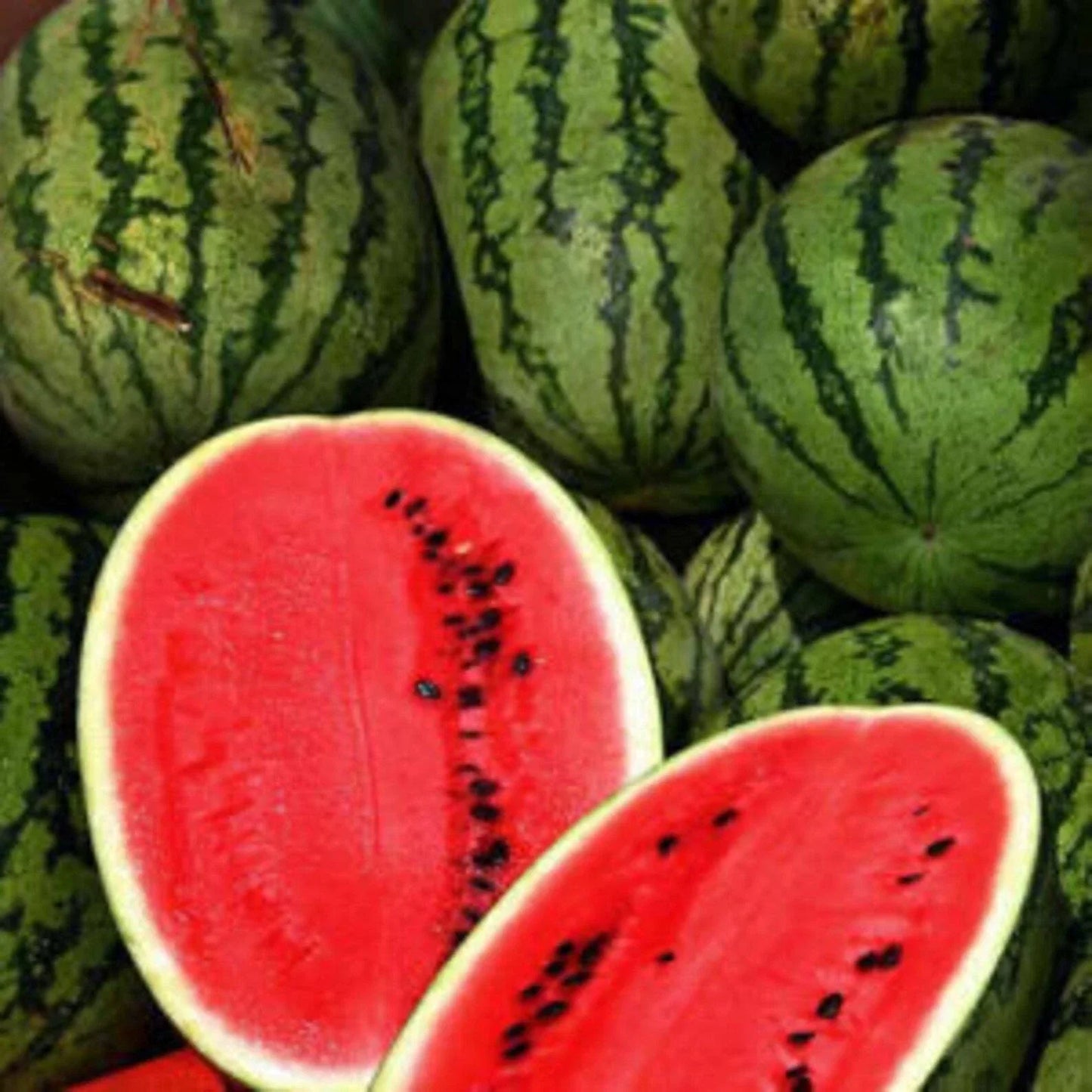 Cal Sweet Supreme Watermelon Seeds - Heirloom NON-GMO Citrullus lanatus for Juicy, Sweet Melons in Home Gardens, Pack of 25+ Seeds