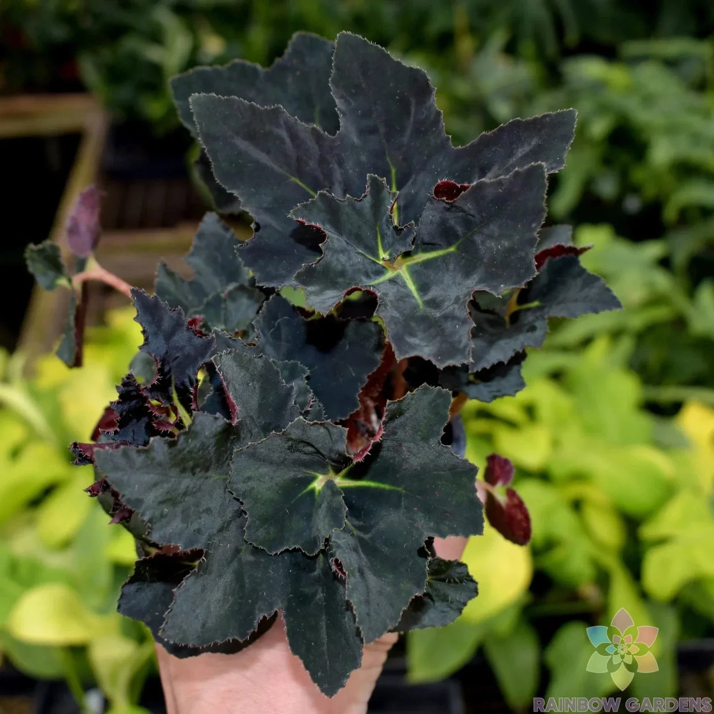 Black Fancy Begonia Seeds - 25+ Pack, Tuberhybrida, Dark Foliage, Vibrant Blooms, Indoor & Outdoor Gardening, Non-GMO, USA Grown