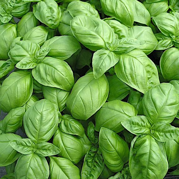 Genovese Basil Seeds | Heirloom Non-GMO Organic Herb Seeds | Ocimum basilicum | Culinary, Salad, Garnish