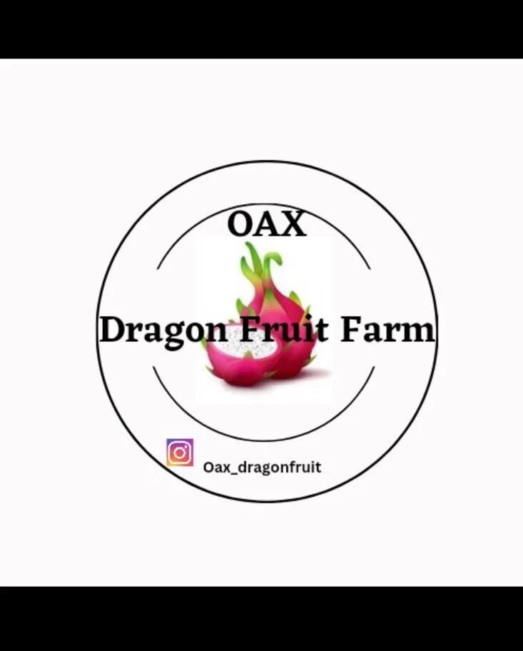 Purple Haze Dragon Fruit Cuttings - Hylocereus undatus - Mature Plant Propagation - Exotic Edible Fruit Plant
