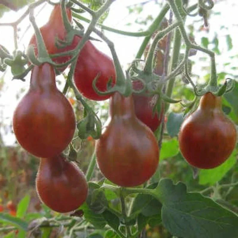 Chocolate Pear Tomato Seeds - Organic, Heirloom, Solanum lycopersicum, 40 Seeds, Full Sun, Non-GMO, USA Grown