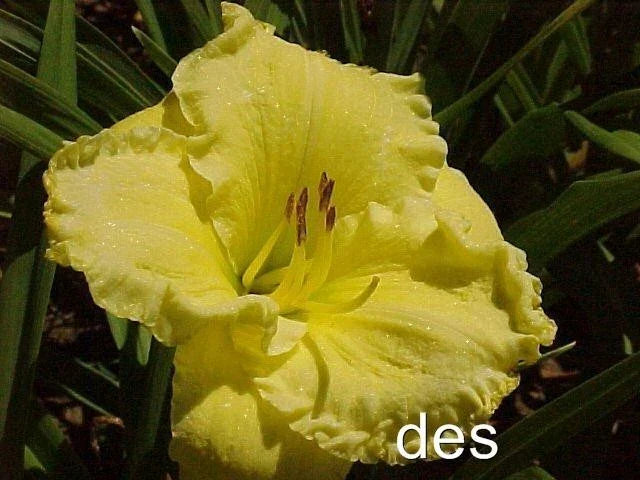 10 Daylilies Live Plants - Emperor's Choice Bright Ruffled Fragrant Flowers Hemerocallis spp.