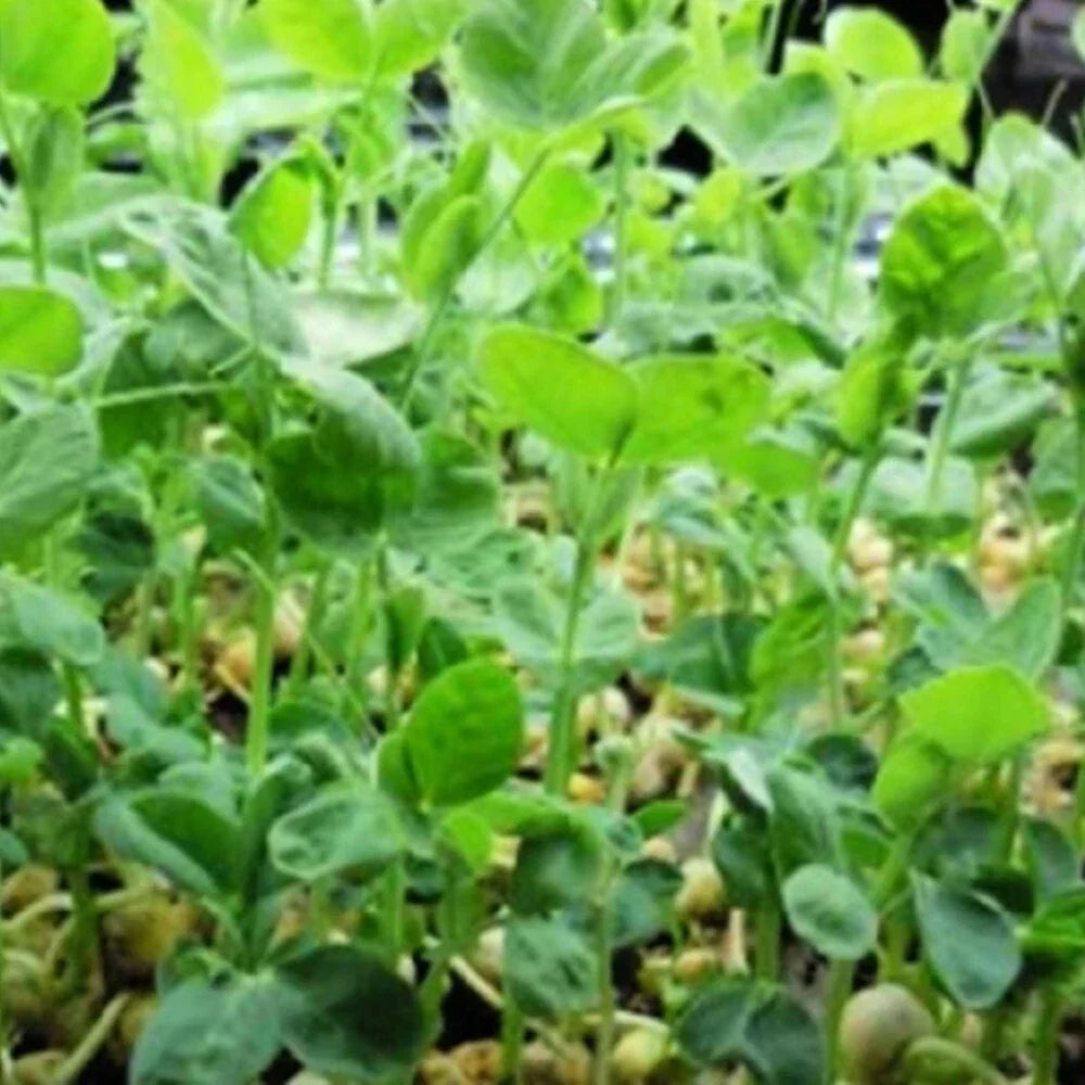 Brown Speckled Pea Seeds - 12 oz Heirloom Pisum sativum for Home Gardening, Climbing Vegetable, Non-GMO, Nutritious, Easy to Grow