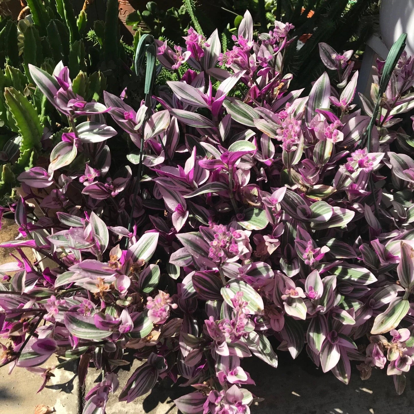 Tradescantia Nanouk Cuttings – 7 Healthy Stem Propagation Plants with Variegated Purple and Green Foliage