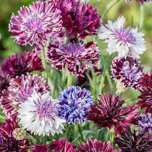 Bachelor's Button Seeds - 50 Pack, Classic Mix, Vibrant Blue Pink White, Centaurea cyanus, Annual Flower Seeds for Garden