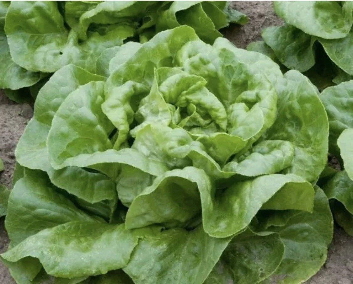 Buttercrunch Lettuce Seeds - Organic Non-GMO Edible Salad Seeds - Lactuca sativa - Perfect for Home Gardening & Container Growing