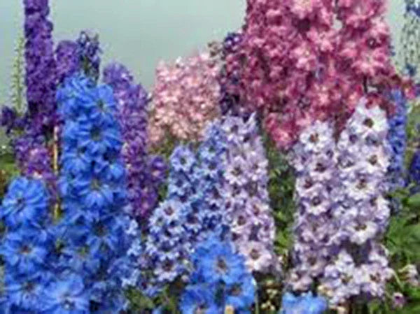 Giant Imperial Larkspur Seeds - Delphinium elatum - Tall Flowering Spikes for Cutting & Garden, 100+ Fresh Seeds