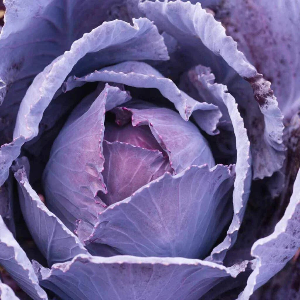 Cabbage Seeds 500+ Count Deadon Variety Brassica oleracea for Garden Planting, Full Sun, Non-GMO
