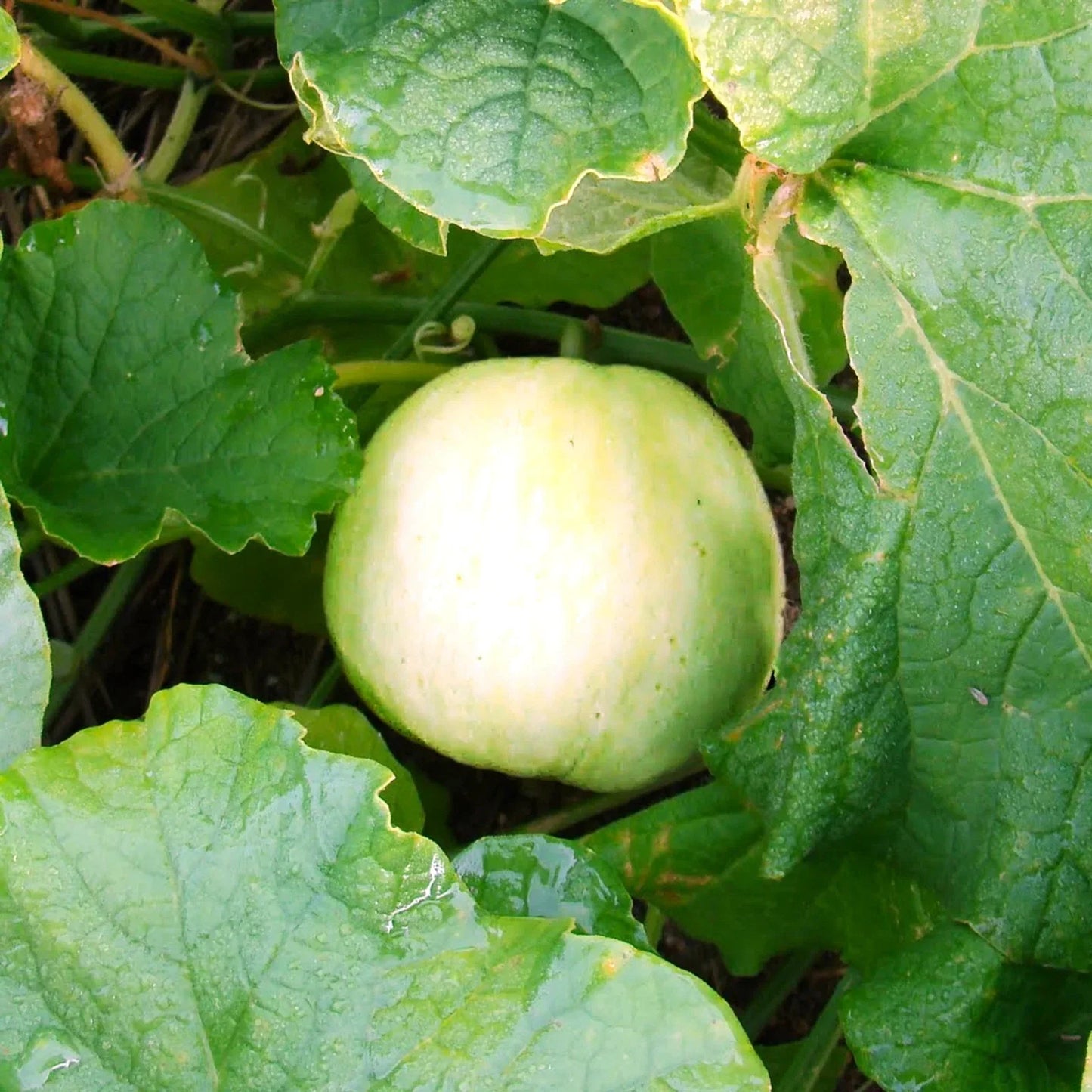 Sweet Asian Melon Seeds – Cucumis melo var. conomon – Heirloom Japanese Conomon Variety – 20 Seeds for Home Garden