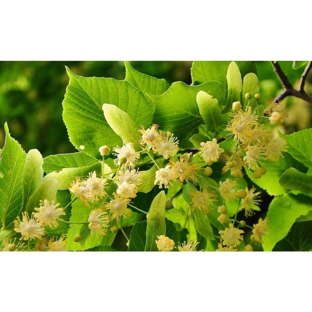 Littleleaf Linden Tree Bare Root Tilia cordata Deciduous Shade Tree for Landscaping and Gardens