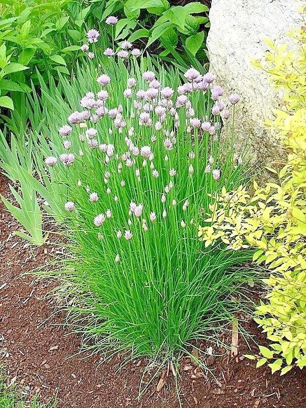Chives Seeds 401+ Herb Allium schoenoprasum for Garden, Patio, Container Planting, Non-GMO, Culinary, Pollinator-Friendly