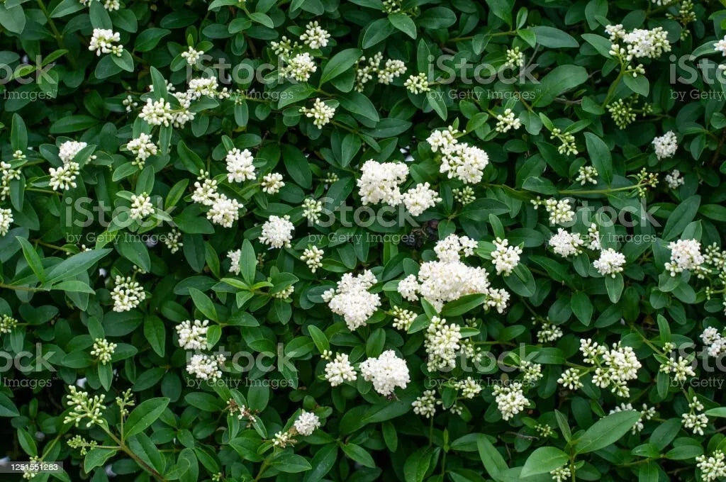 Privet Shrub Cuttings - 100 Unrooted Fast-Growing Cuttings - Ligustrum spp. - Ideal for Hedges, Privacy Screens, and Borders