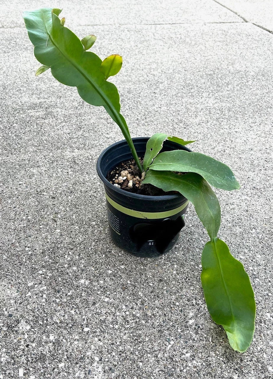 Fragrant Epiphyllum oxypetalum 'Queen of the Night' Succulent Plant - Rooted Indoor Flowering Cactus in 4-Inch Pot