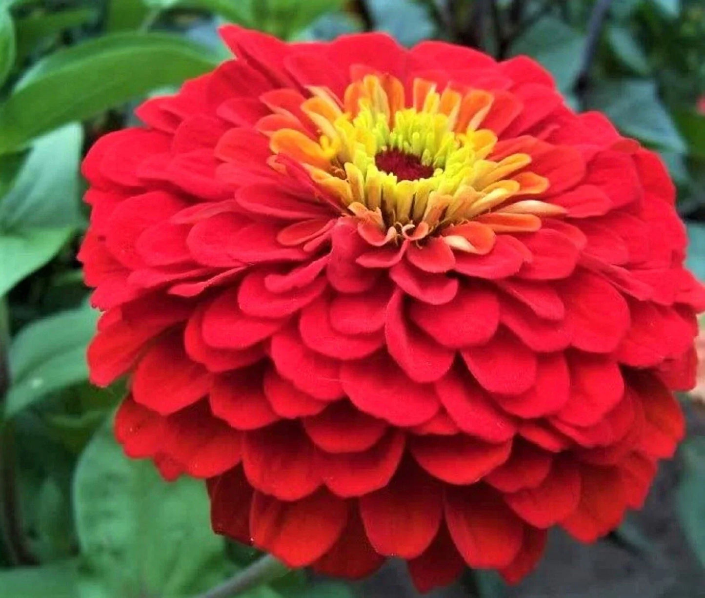 Cherry Queen Zinnia Seeds - Non-GMO, Bright Red Flowers, Zinnia elegans, Annual Flower Seeds, Easy to Grow, Butterfly Attracting