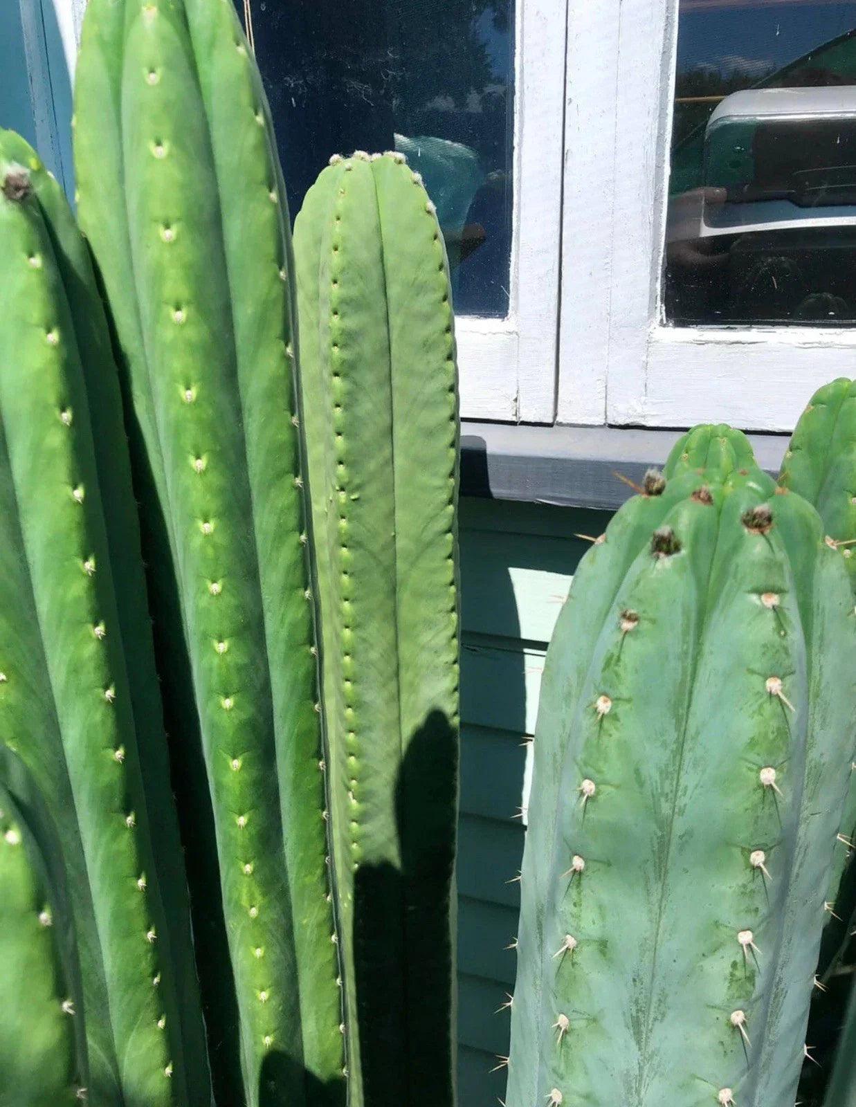 Cactus Cuttings 14-18 Inches, Succulent Plant Propagation, Cactaceae Variety with Freebies, Desert Garden, Easy to Root