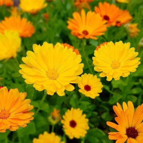 Fiesta Gitana Calendula Seeds | Heirloom Edible Flowers | Organic Calendula officinalis Seeds for Pollinator Gardens