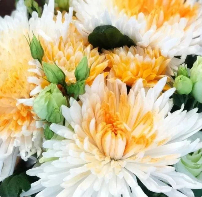 Chrysanthemum Seeds - 200+ Orange White Mum Flower Seeds - Annual Garden Seeds for Borders & Containers - Chrysanthemum morifolium