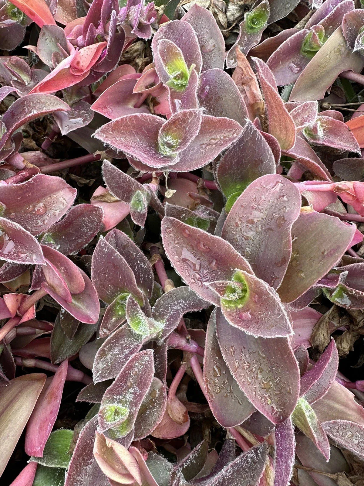 Tradescantia zebrina Cuttings - 5 Unrooted Wandering Jew Pale Puma Fuzzy Houseplant Propagation