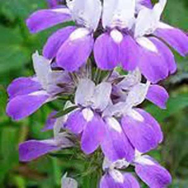 Chinese Houses Seeds 100 Pack Collinsia heterophylla Delicate Purple Blue White Flowers for Garden & Indoor