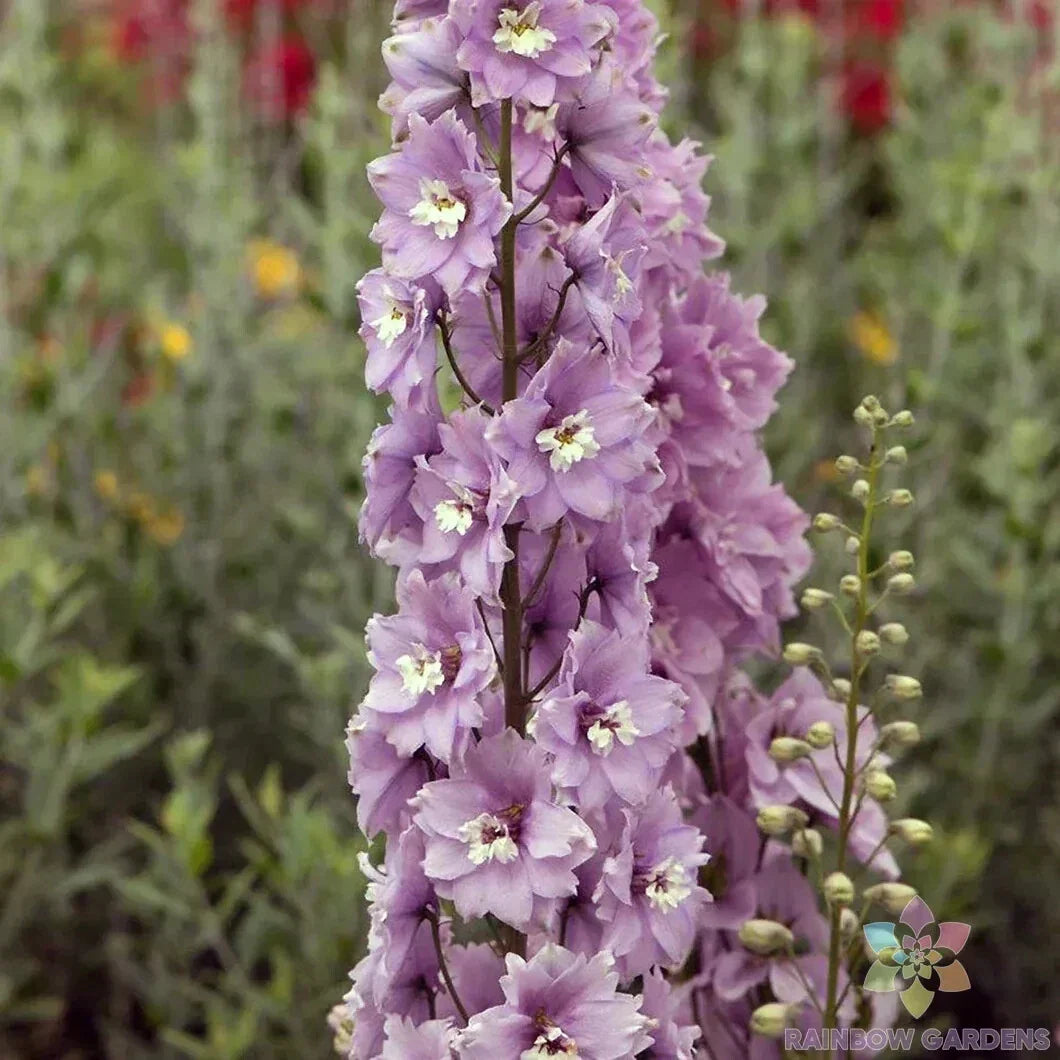 Delphinium Seeds - 200+ Cherry Blossom & White Varieties - Delphinium ajacis - Garden Flower Seeds for Borders & Cut Flowers