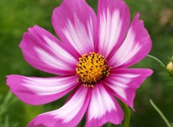 Cosmos Candystripe Flower Seeds - 30 Fresh Cosmos bipinnatus Striped Blooms, Garden Annual, Butterfly Attracting, Easy to Grow