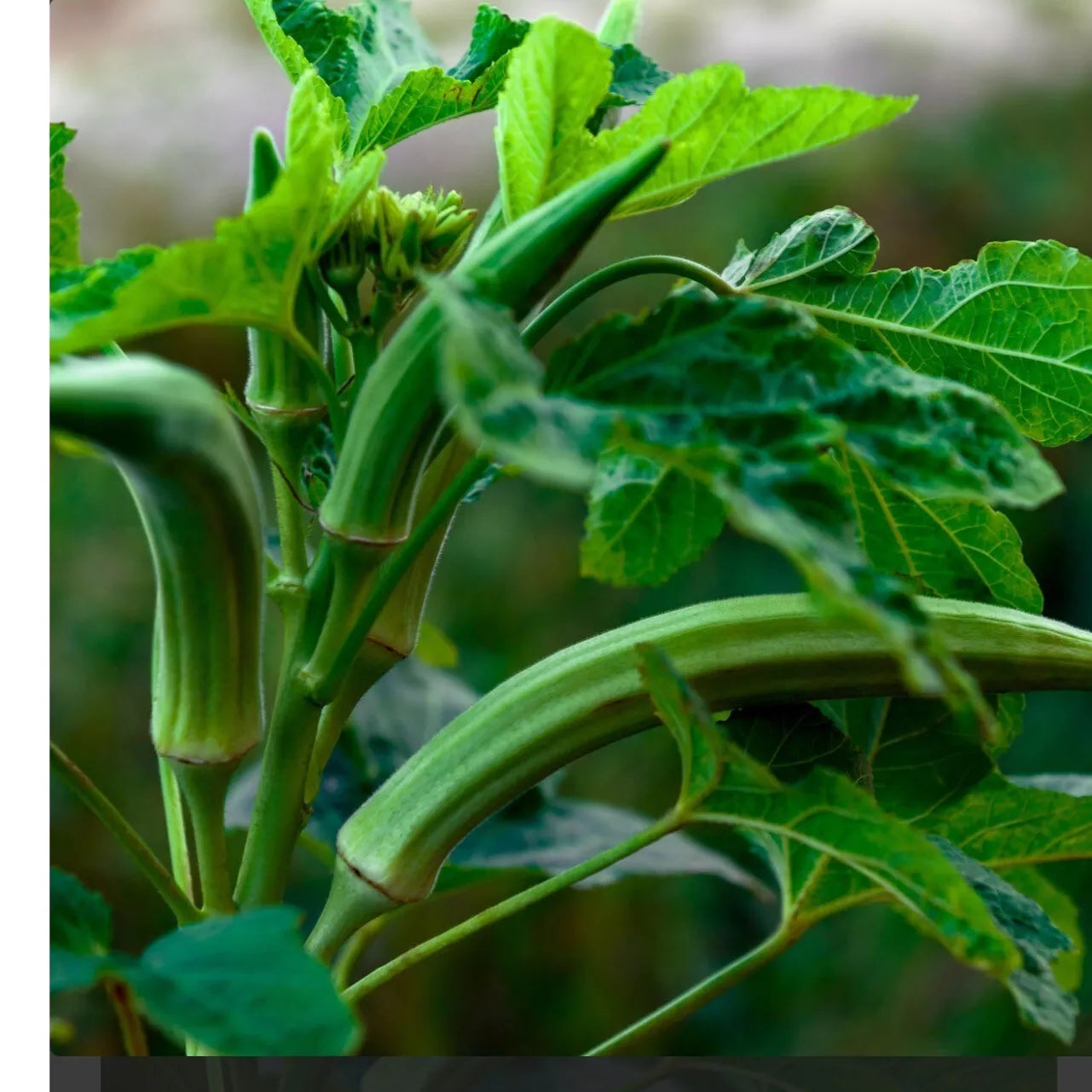 Cowhorn Okra Seeds - Heirloom Non-GMO Organic Abelmoschus esculentus for Home Gardening, Bountiful Harvest