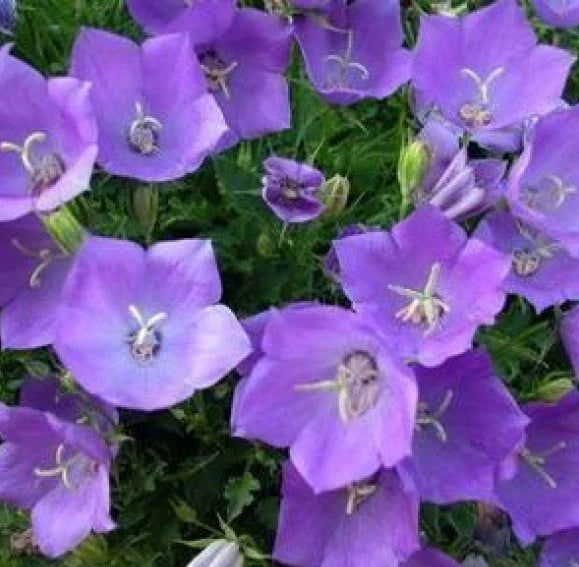 Tussock Bellflower Seeds 200 Count - Campanula carpatica - Blue Bell-Shaped Flowers - Perennial Garden Seeds for Borders & Containers