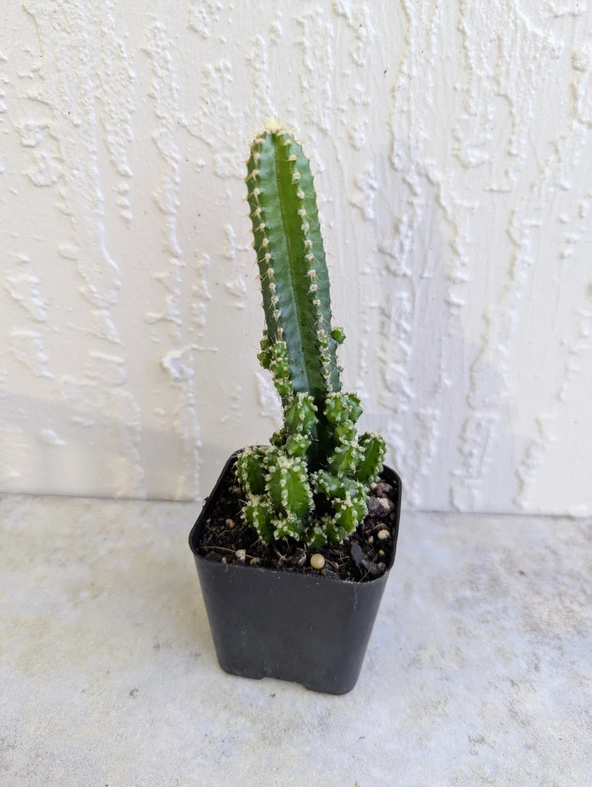 Variegated Fairy Cactus Plant - 2 Inch Pot - Live Opuntia microdasys - Indoor Outdoor Succulent Gift
